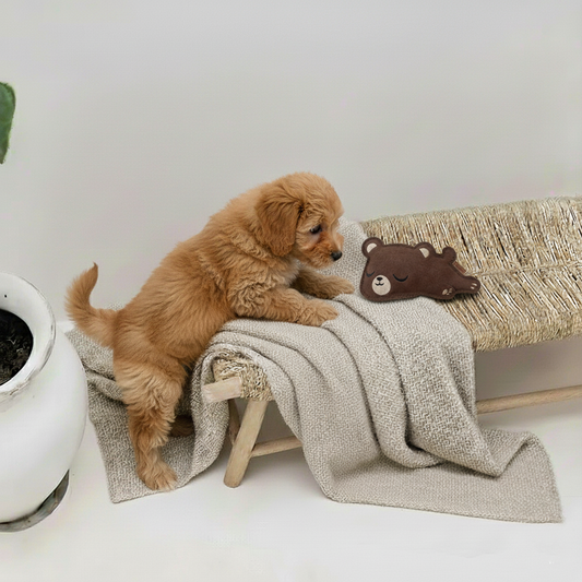 BUDDY. Hundelegetøj i læder "Lille Bjørn"