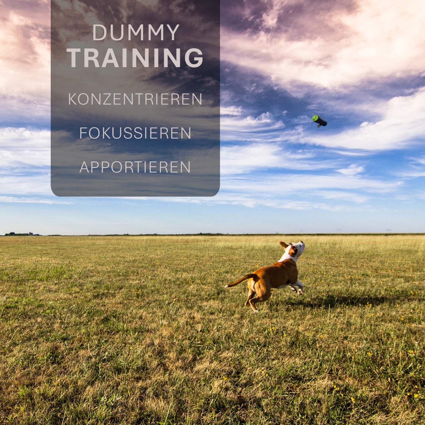 ASCO hundedummy - apporterings- og snackdummy (21x7 cm)