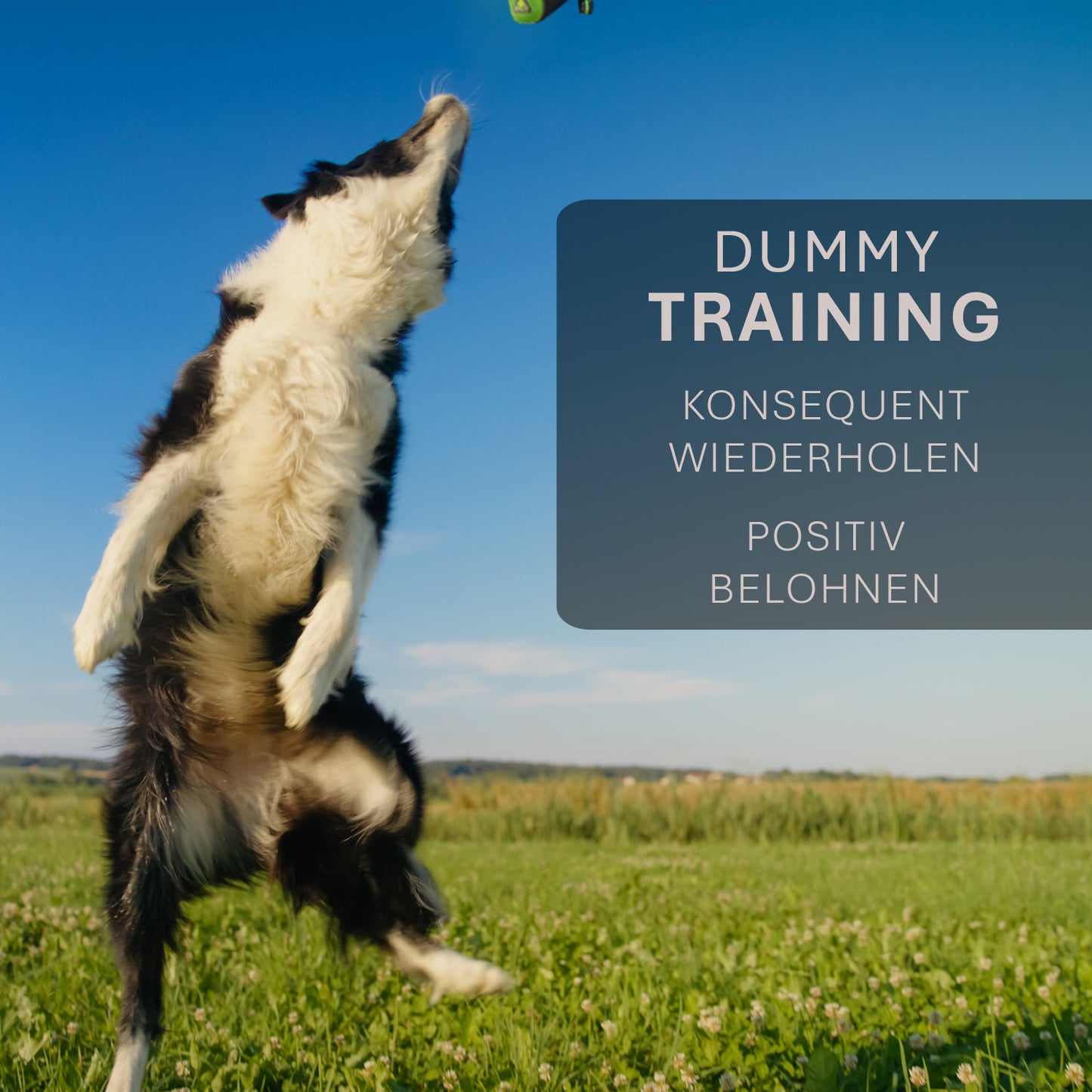 ASCO hundedummy - apporterings- og snackdummy (21x7 cm)