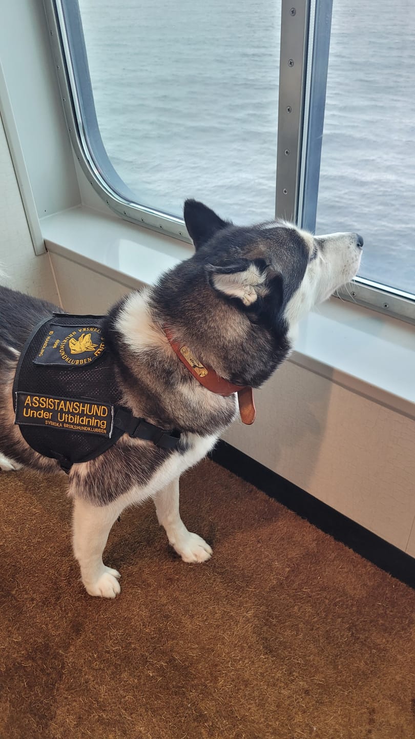 Læderhalsbånd med guldfarvet tag, indgraveret navn og telefon