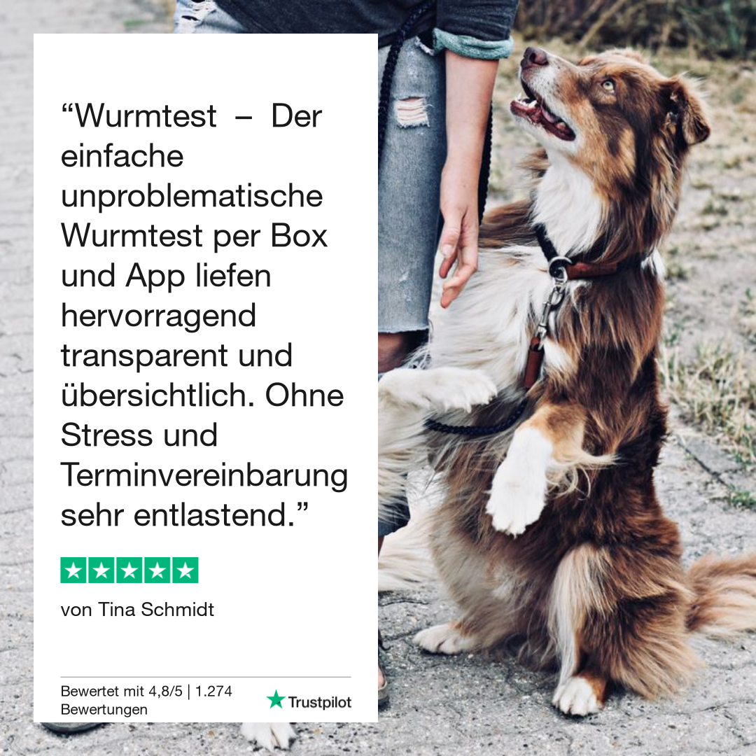 Diarré test hund