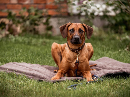 Udendørsmåtte SKOLAN