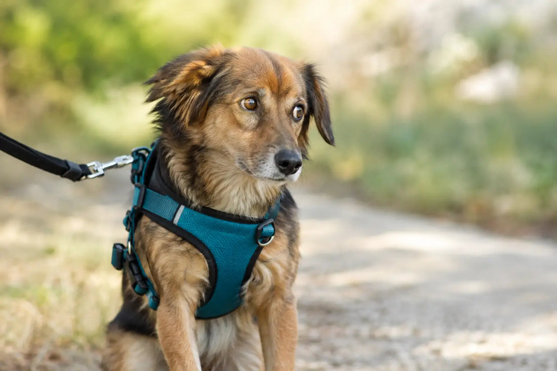 Hundegeschirr für ängstliche Hunde wählen