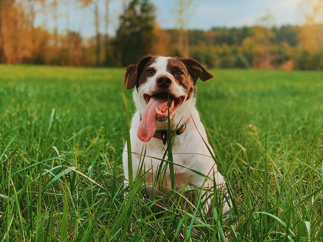 Hund frisst Gras