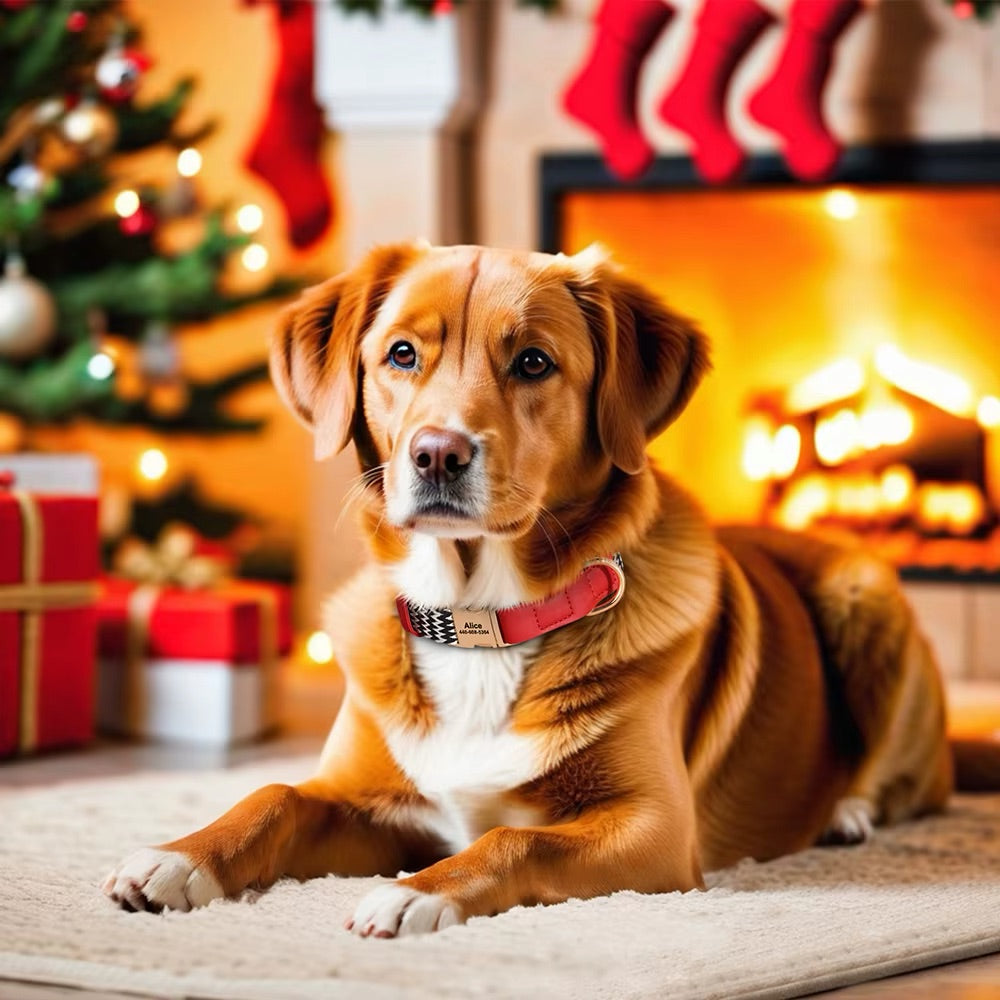 Personligt hundehalsbånd Lovi lavet af nylon og læder - Navn og telefonnummer (S-L)