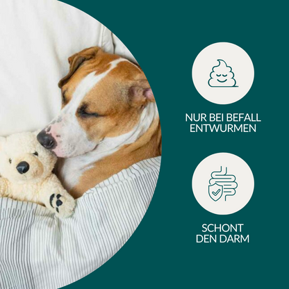 Ormetest Basis Hund Sparpakke 