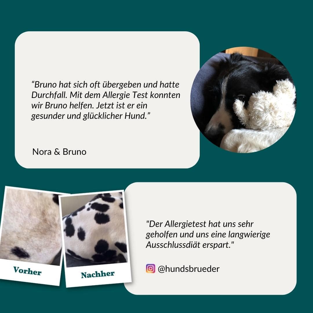 Allergitest Basic Hund 