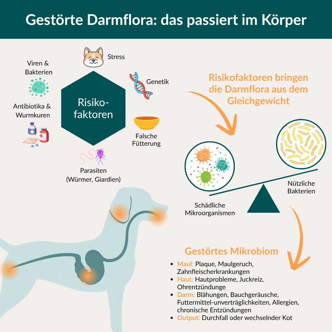 Tarmflora Test Hund 