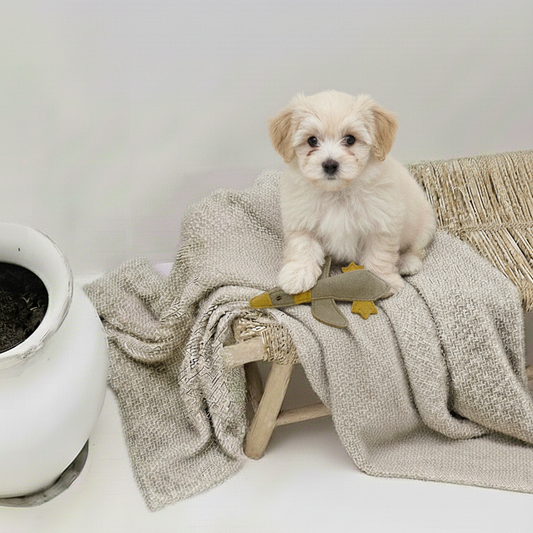 BUDDY. Hundelegetøj af læder "Lille And" 