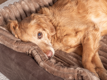 Hundeseng KUDDE vegansk ruskind 