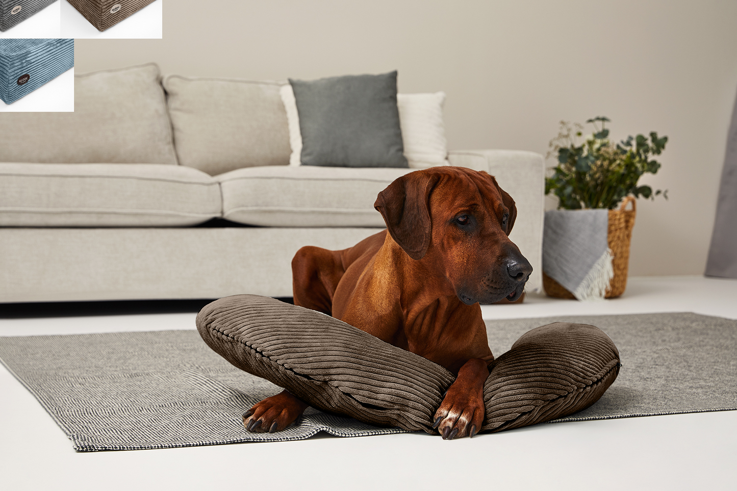 SCHMUSEHØRNCHEN Cord 