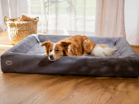 Hundeseng KUDDE Cord 