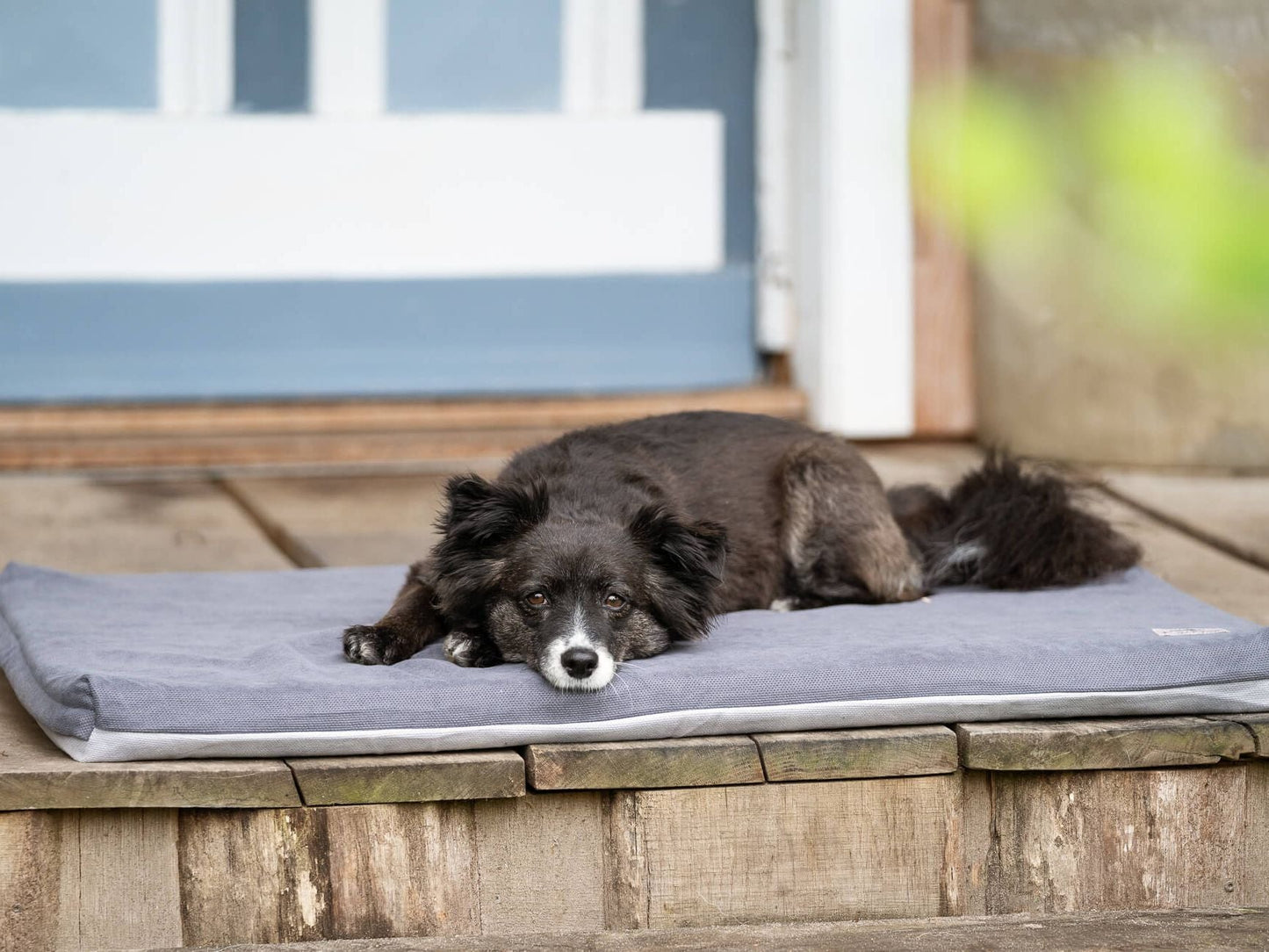 Hundemåtte JOKKMOKK Alltid