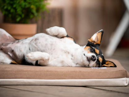 Hundemåtte JOKKMOKK Alltid