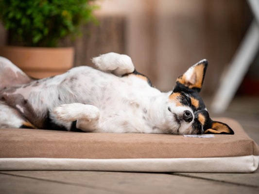 Hundemåtte JOKKMOKK Alltid