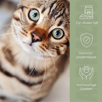 Fellliebe foderolie til katte