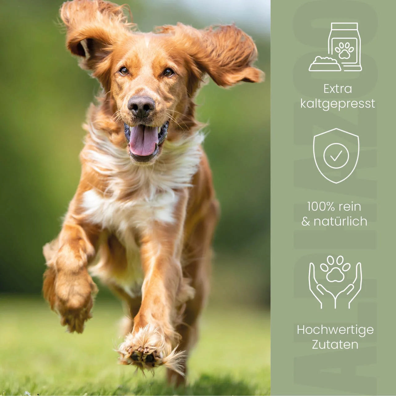 Hampolie til hunde