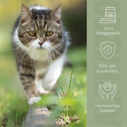 Hampolie til katte