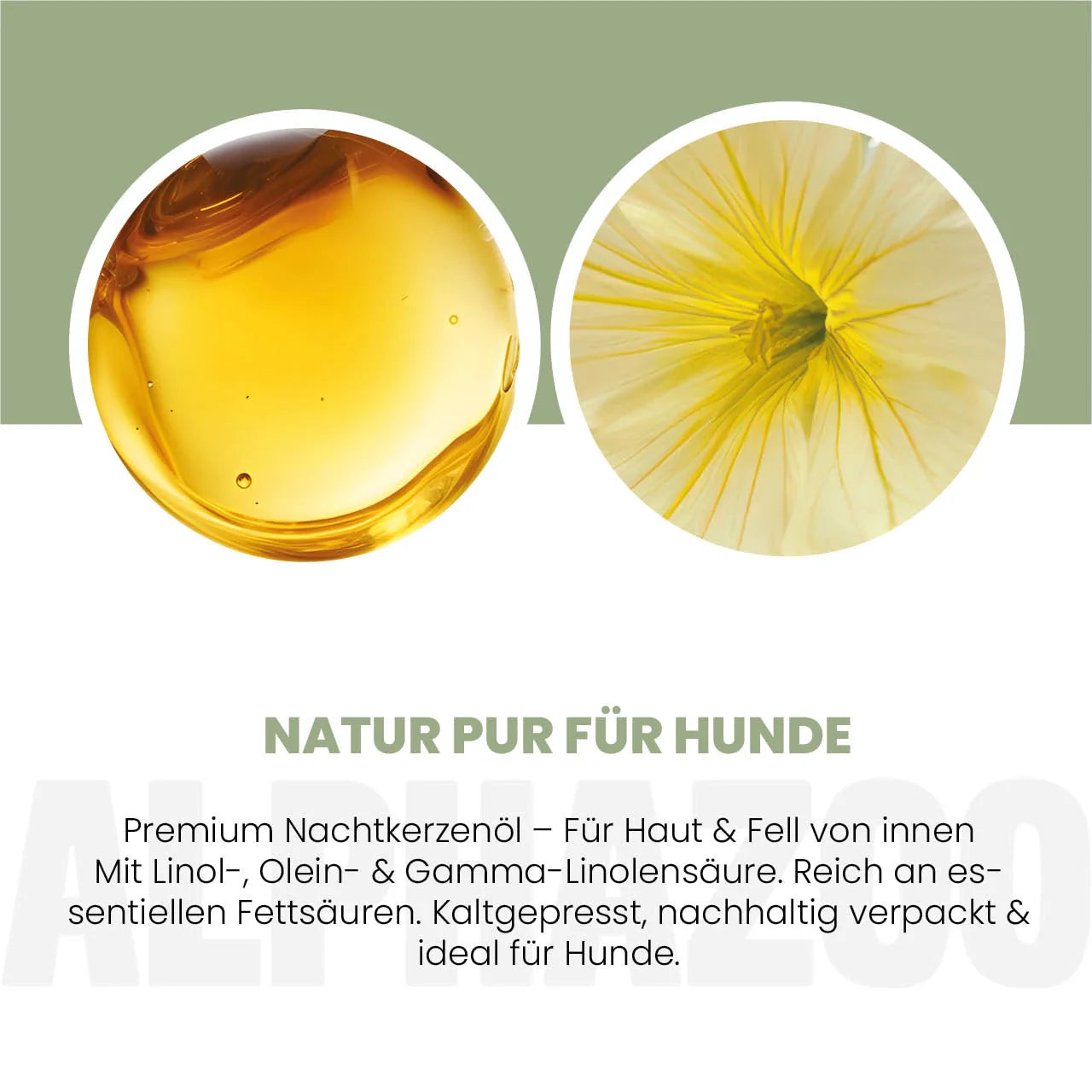 Nachtlysolie til hunde