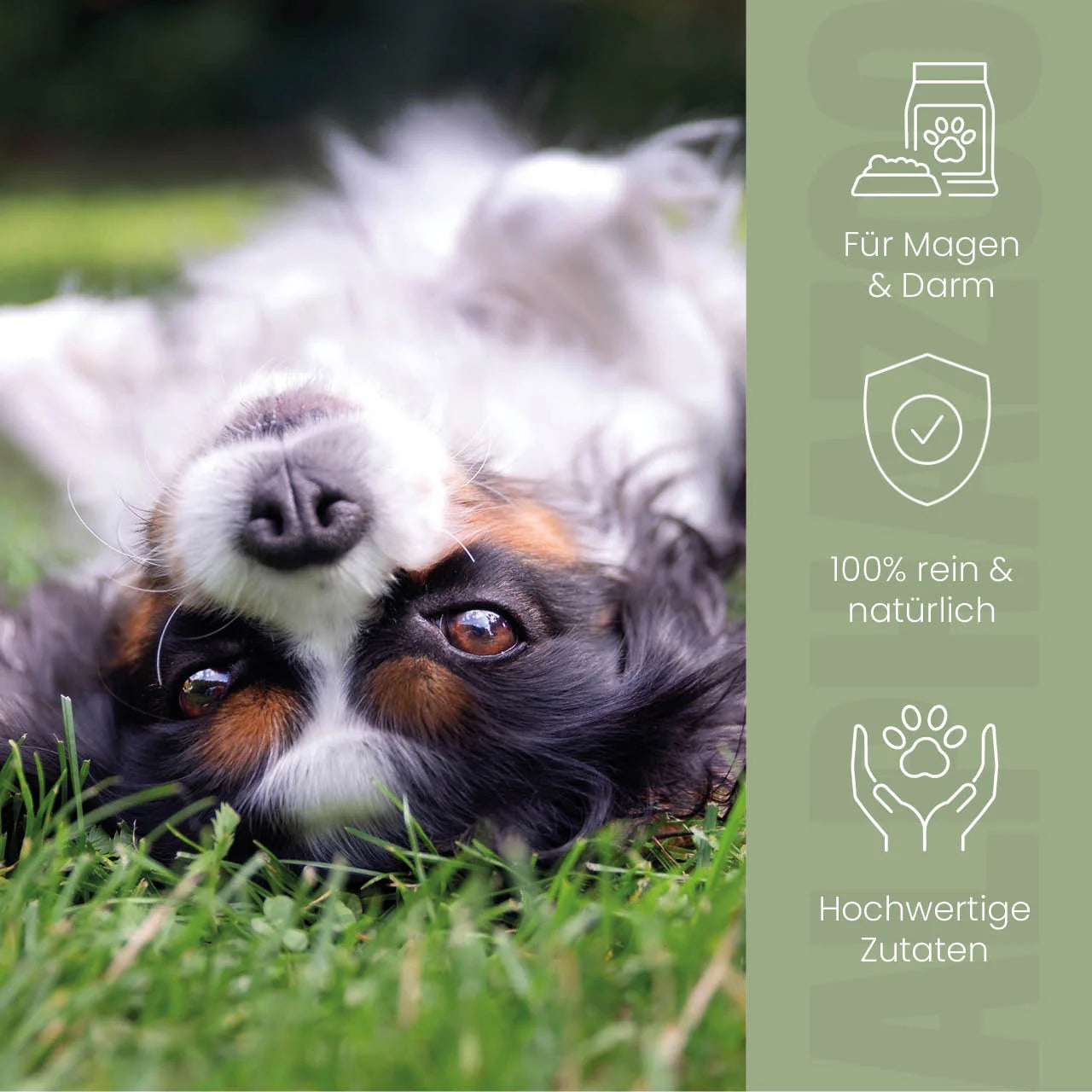 Pupsbremse fodertilskud til hunde
